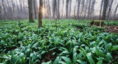 Ilustračné foto: medvedí cesnak rastúci v lese