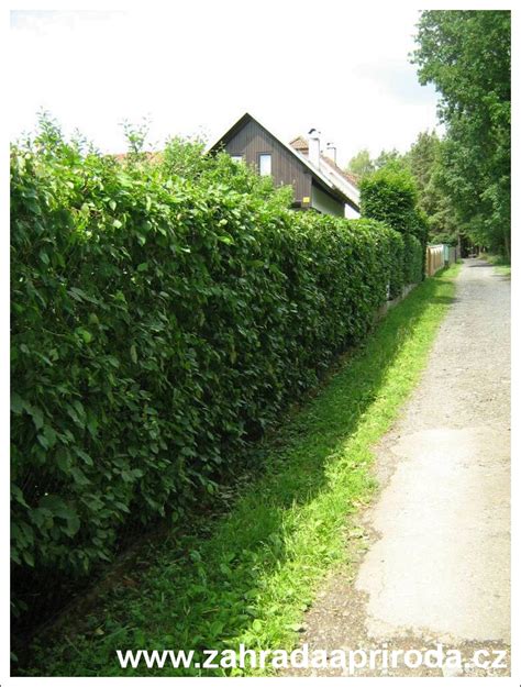 Živý plot z hrabu obyčajného v záhradnej architektúre