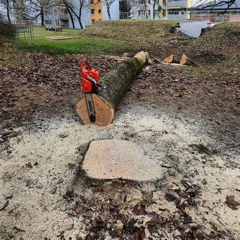 Schéma štádií koreňovej hniloby u stromov
