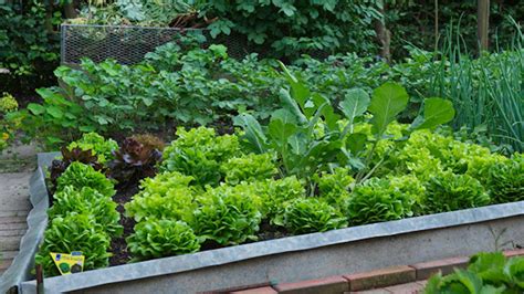 Bohato zarastený vyvýšený záhon s rôznymi druhmi zeleniny