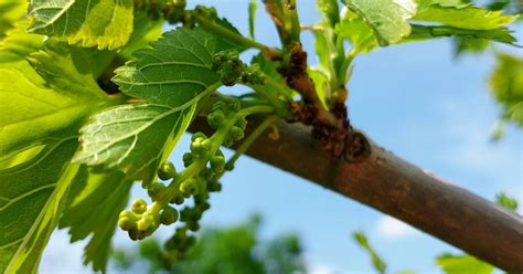 morušovník s dozretými plodmi