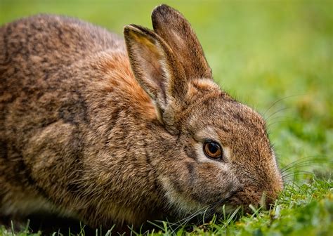 Tematické foto: spokojný králik konzumujúci seno