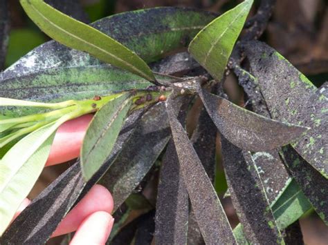 Zblízka napadnuté listy oleandra škodcami