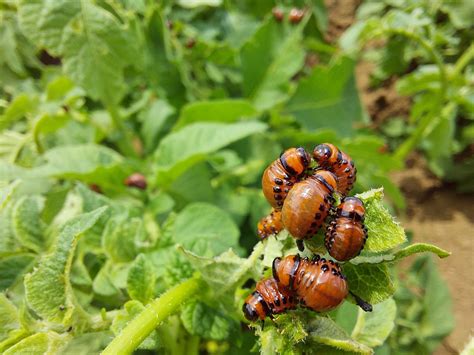 Ilustrácia postrekovania zemiakového poľa proti pásavke zemiakovej