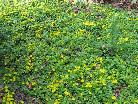 obrázok pôdopokryvnej trvalky Lysimachia nummularia so žltozelenými listami a drobnými žltými kvetmi