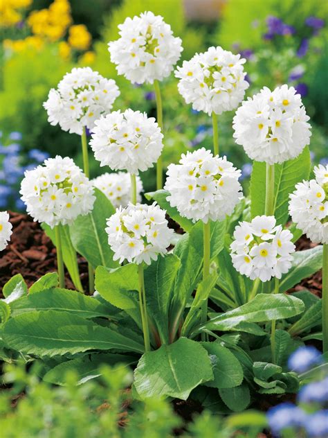 obrázok nízkej trvalky s guľovitým kvetenstvom, napr. prvosienka zúbkatá