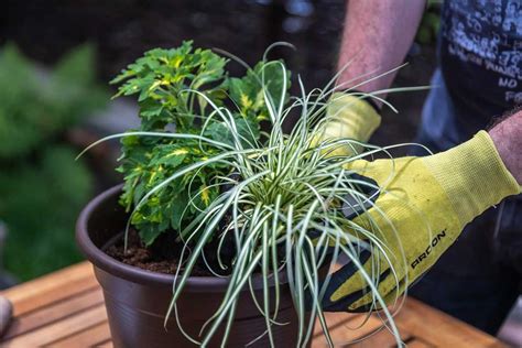 koláž rôznych trvaliek s farebnými listami a kvetmi v záhradnom prostredí