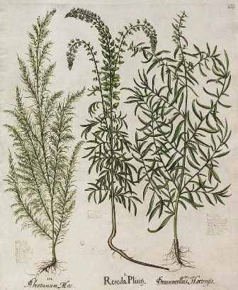 ilustrácia paliny dračej (estragónu)