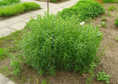 pestovanie estragónu v záhrade