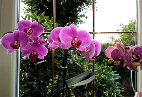 Orchidea umiestnená na parapete za záclonou pre nepriame svetlo