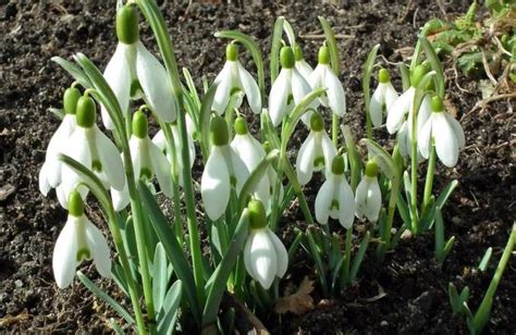 Foto kvitnúcich snežienok v marci