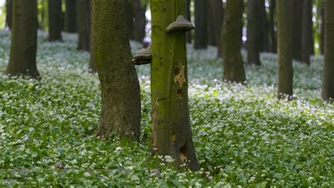 Foto kvitnúceho pakostu