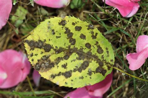 Schéma šírenia spór huby Diplocarpon rosae na ružiach
