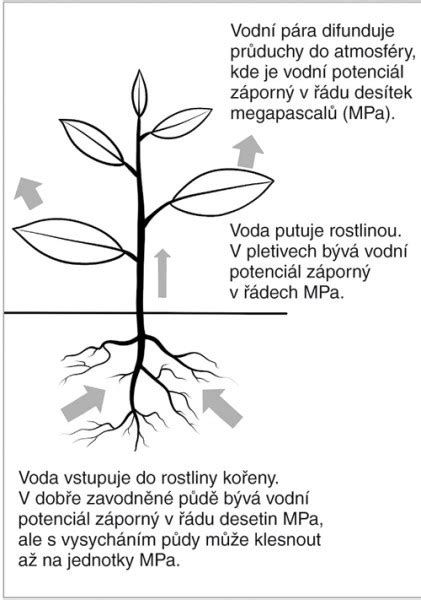 Schéma pohybu vápnika v pôdnom profile a jeho vyplavovanie z rizosféry