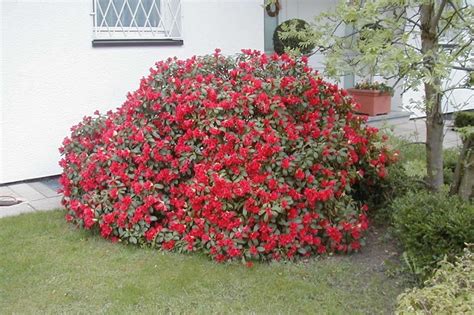 Tematické foto rozkvitnutého rododendronu v kvetináči