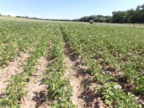 pole zemiakov v Bavorsku