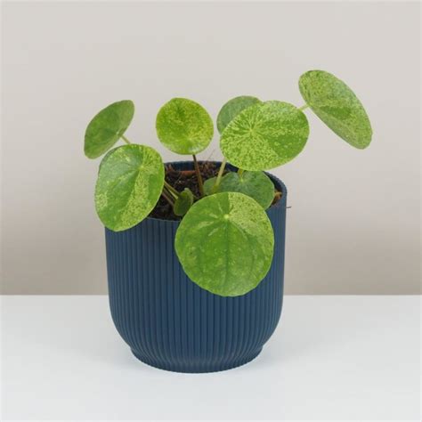 fotografia rastliny Pilea peperomioides s okrúhlymi listami