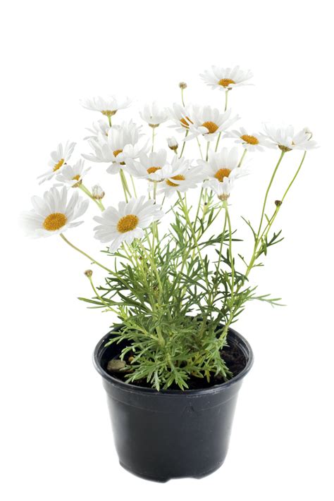 Koláž rôznych druhov rodu Anthemis (Rumanovec farbiarsky, Ruman roľný)