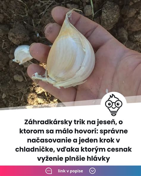 Cesnakové hlávky sušiace sa na vzdušnom mieste