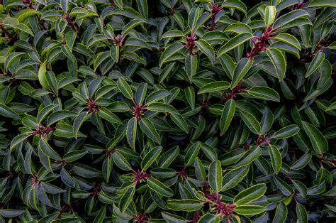 dekoratívny ker krušpánu s lesklými tmavozelenými listami