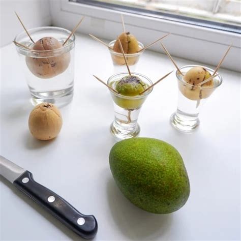 avokádová kôstka klíčiaca vo vode so špáradlami