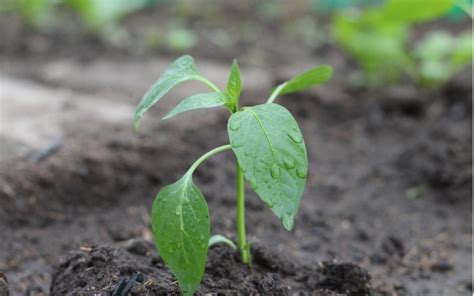 mladá rastlinka avokáda v kvetináči