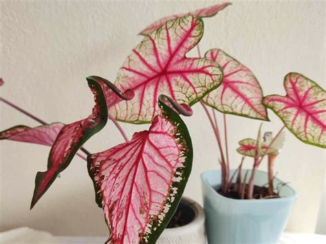 avokádová rastlinka s hnednúcimi listami a prejavmi stresu