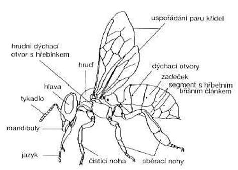Schéma stavby tela vážky s vyznačením hlavy, hrude a zadočku