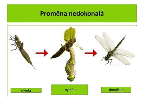 Ilustrácia životného cyklu vážky: vajíčko, larva, dospelá vážka