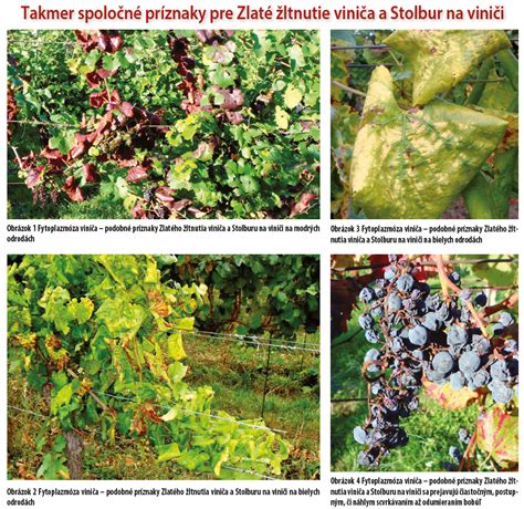 Porovnanie zálistkov na viniči - vylamované a zaštipnuté.