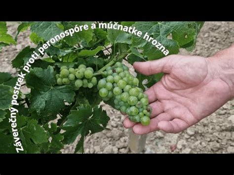 Ukážka odstraňovania nadbytočných strapcov hrozna.