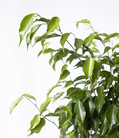 fotografia Ficus benjamina so žltnúcimi listami