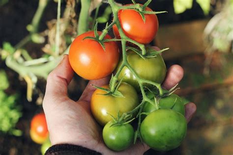 Schéma najčastejších chorôb paradajok