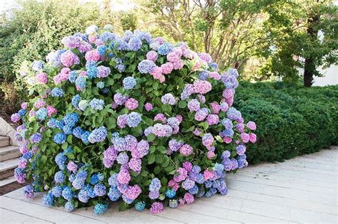 Modrá a ružová hortenzia kalinolistá v záhrade