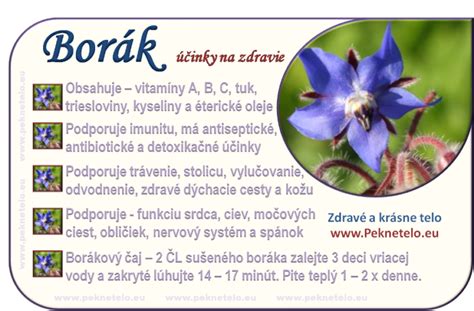 Detail modrých kvetov boráka lekárskeho s opeľujúcou včelou