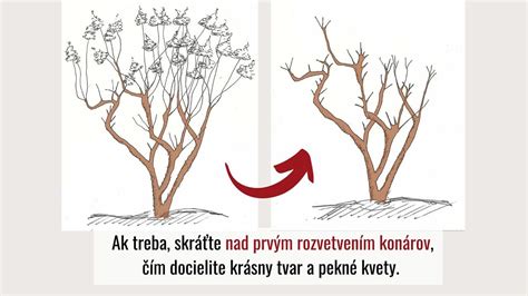 Nákres: správny rez stonky hortenzie pre lepšiu hydratáciu