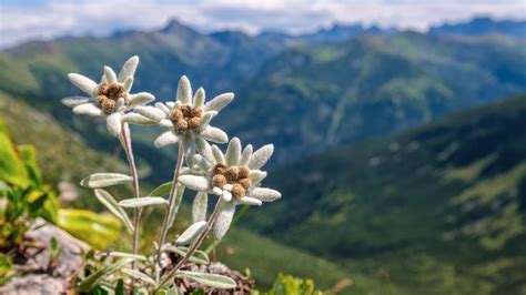 Znak upozorňujúci na toxicitu rastliny
