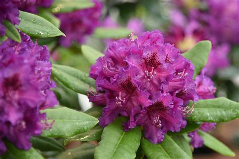Záhradník zalievajúci rododendron upravenou vodou