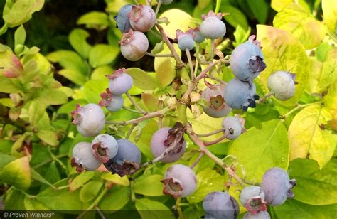 Fotografia dospelého kra čučoriedky ´Bluecrop´ s jesenným sfarbením listov