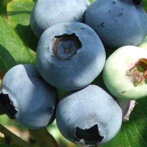 Detailná fotografia plodov čučoriedky ´Bluecrop´ s voskovým povlakom