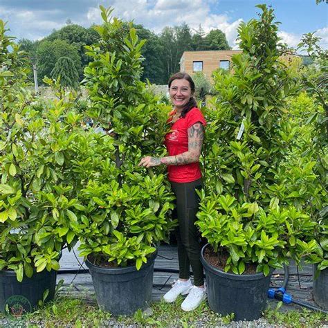 Ilustračná fotografia vavrínovca lekárskeho 'Novita' s typickými lesklými tmavozelenými listami.
