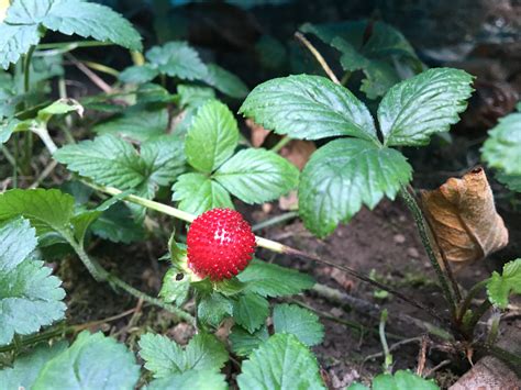 Detailný záber na plody a listy pajahody indickej (Duchesnea indica) v porovnaní s lesnou jahodou