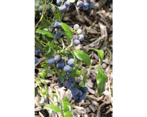 Detail listov čučoriedky s viditeľným mulčom okolo kríka.