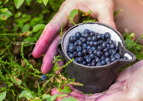 Čučoriedky pestované v drevenom kvetináči na terase.