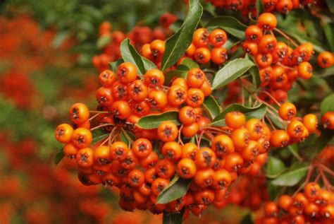 Detailná fotografia plodov hlohyne (oranžové/červené malvice)