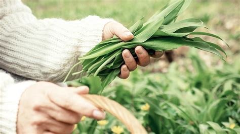 Zber mladých listov medvedieho cesnaku v prírode