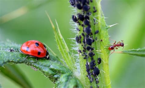 Fotografia lienky požierajúcej vošky alebo dravého roztoča