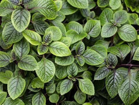 Ilustračné foto rastliny Plectranthus purpuratus s purpurovými stonkami a listami
