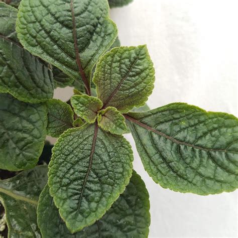 Ilustračné foto Plectranthus purpuratus v kvetináči s detailom listov