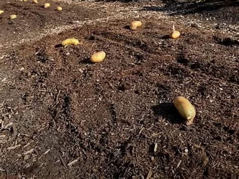 fotografia sadenia naklíčených zemiakov do pripravenej nádoby